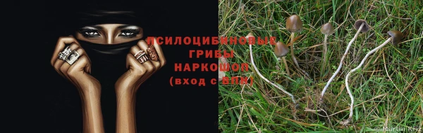 индика Нефтекумск