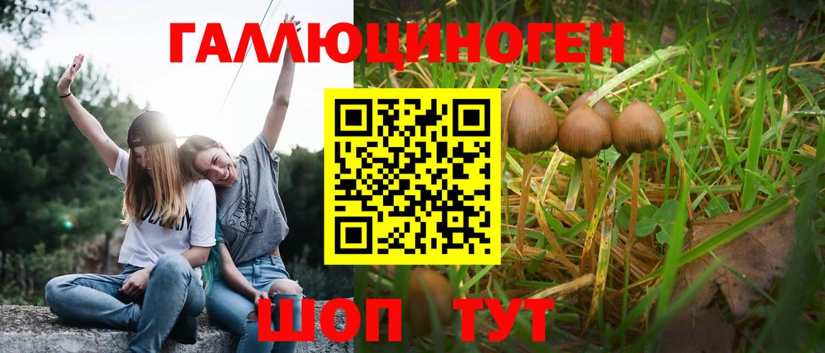Галлюциногенные грибы Psilocybe Похвистнево